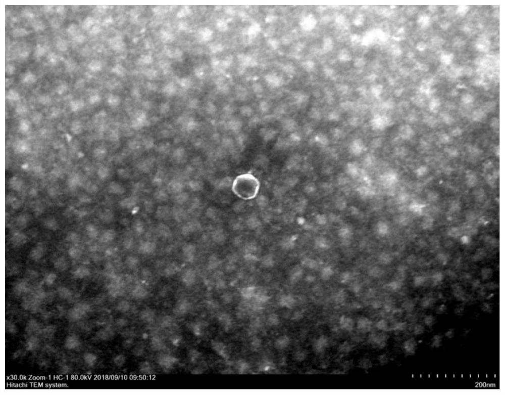 Pasteurella bacteriophage, bacteriophage composition and application of pasteurella bacteriophage