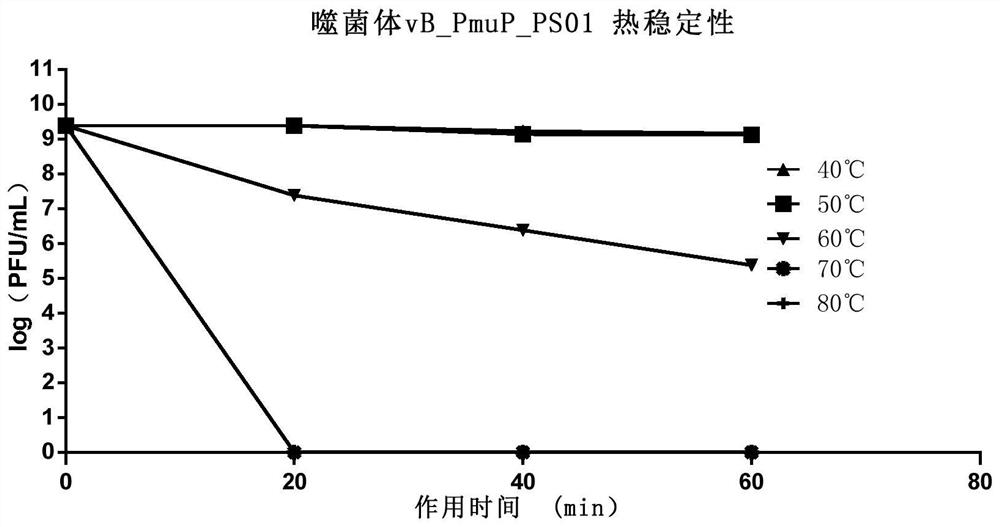 Pasteurella bacteriophage, bacteriophage composition and application of pasteurella bacteriophage