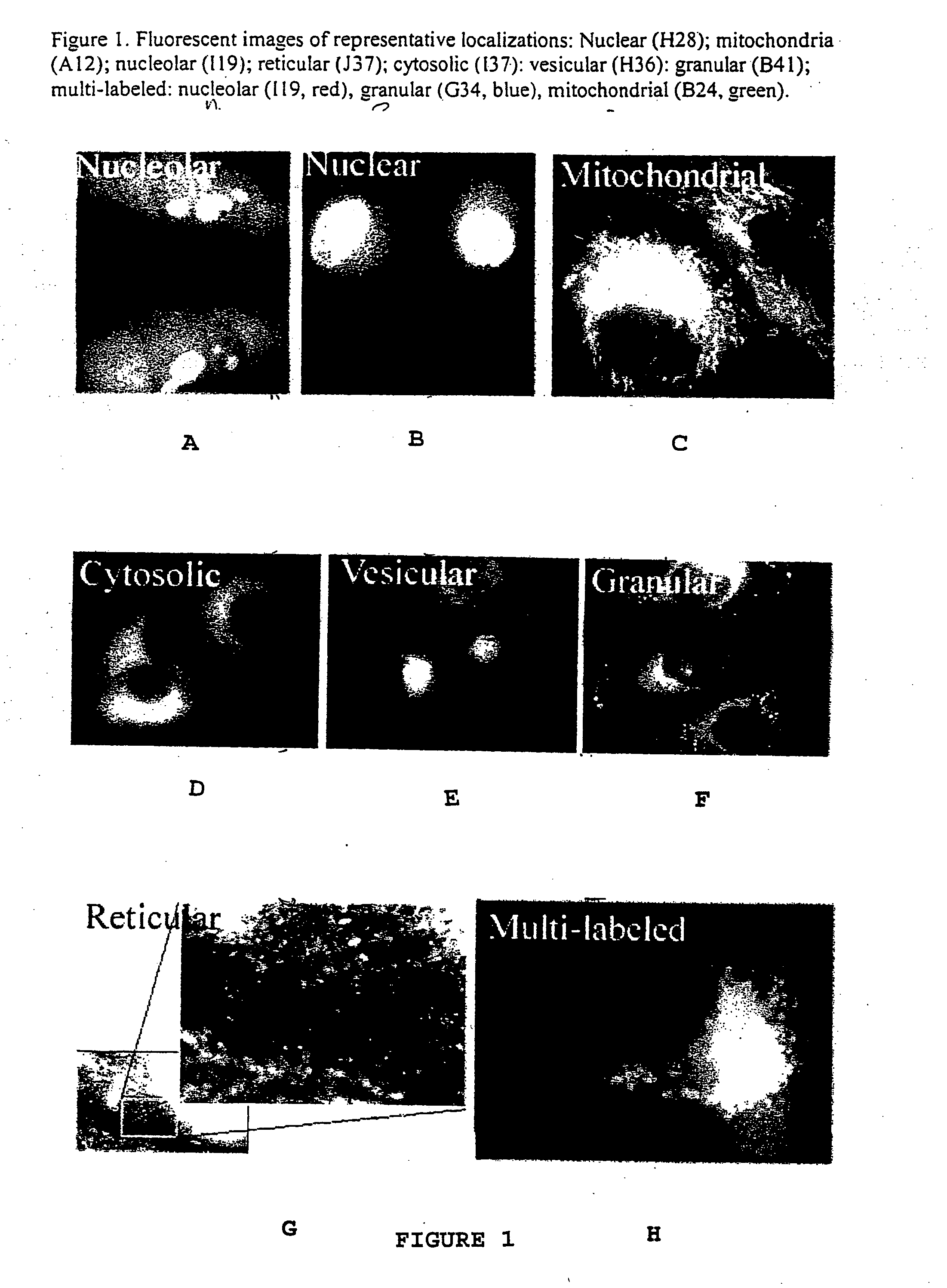 Combinatorial fluorescent library based on the styryl scaffold