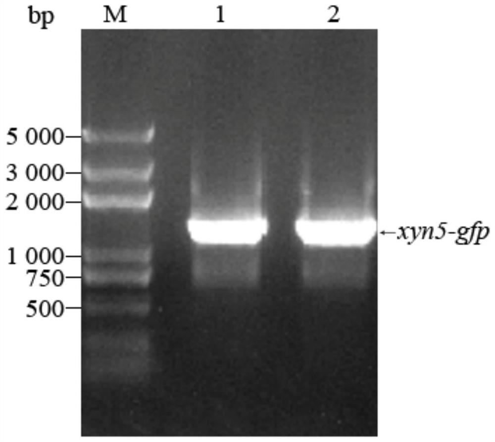 High-throughput pichia pastoris screening method based on droplet micro-fluidic chip