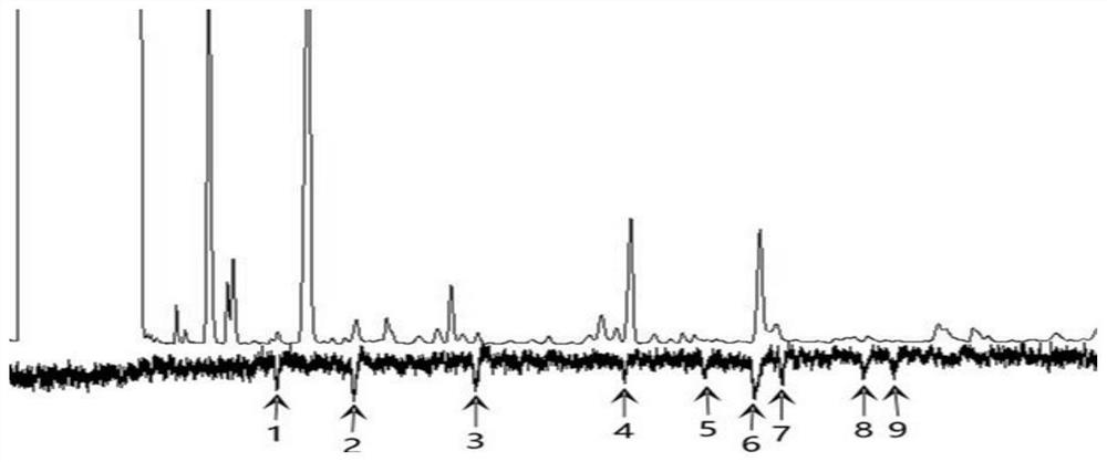 Attractant for schizophrassica juncea, lure and preparation method of lure for schizophrassica juncea