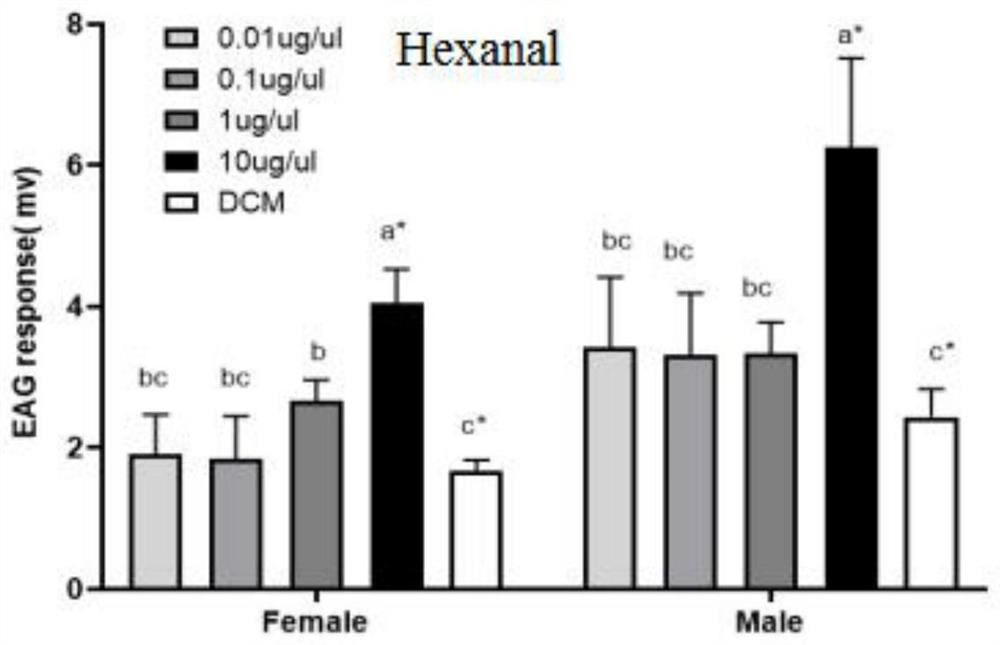 Attractant for schizophrassica juncea, lure and preparation method of lure for schizophrassica juncea