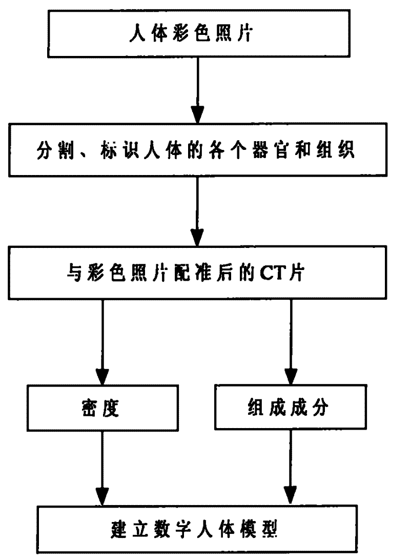 Digital human body modeling method for assigning density, constituent by CT value