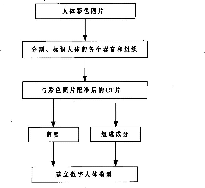 Digital human body modeling method for assigning density, constituent by CT value