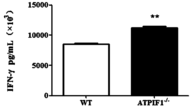 Application of ATPIF1 gene silenced T cells in preparation of antitumor drugs