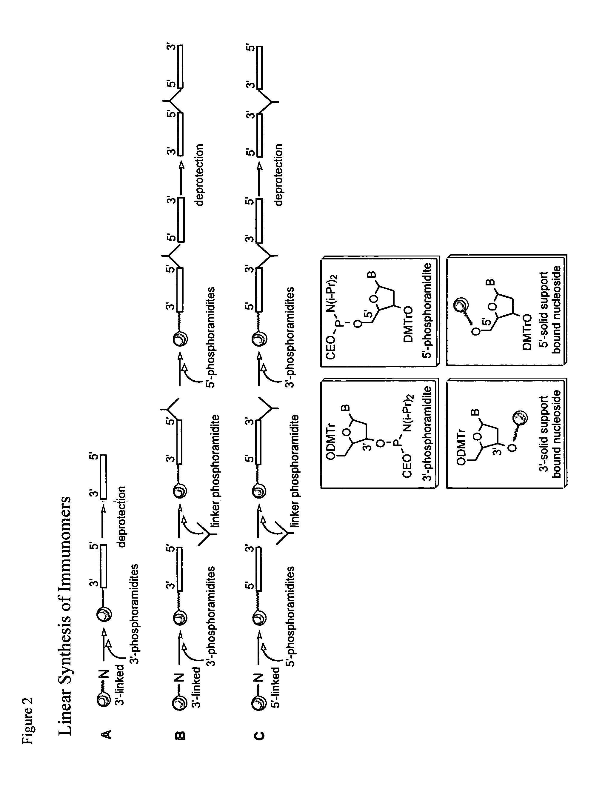 Immunostimulatory activity of immune modulatory oligonucleotides (IMOtm) containing different lengths of palindromic segments