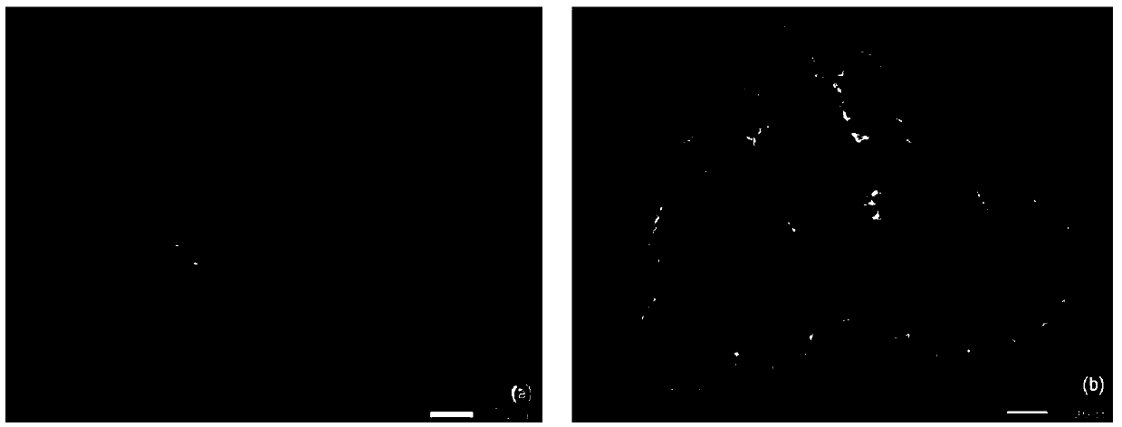 Nitrogen-doped graphene-ferronickel hydrotalcite difunctional oxygen catalyst and preparation method and application thereof