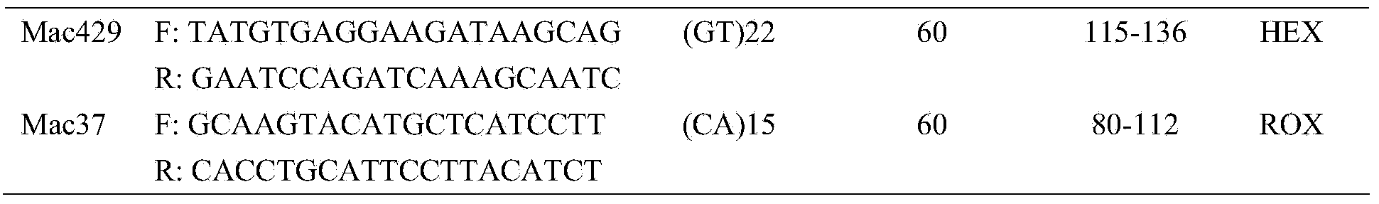 Microsatellite family identifying method for diploid misgurnus anguillicaudatus and application of method