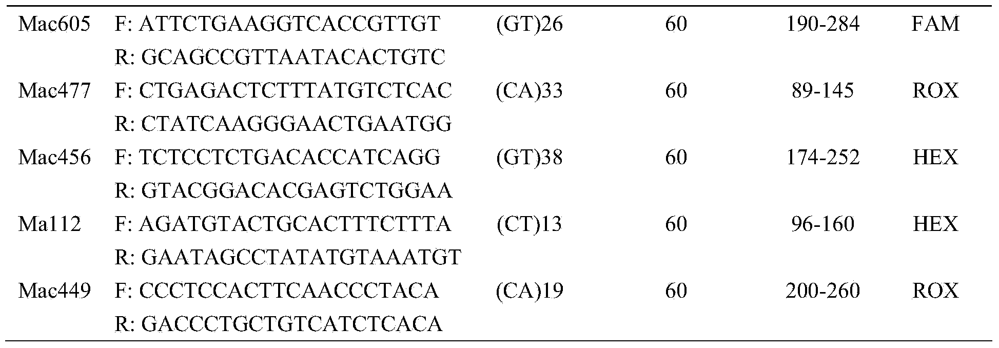 Microsatellite family identifying method for diploid misgurnus anguillicaudatus and application of method