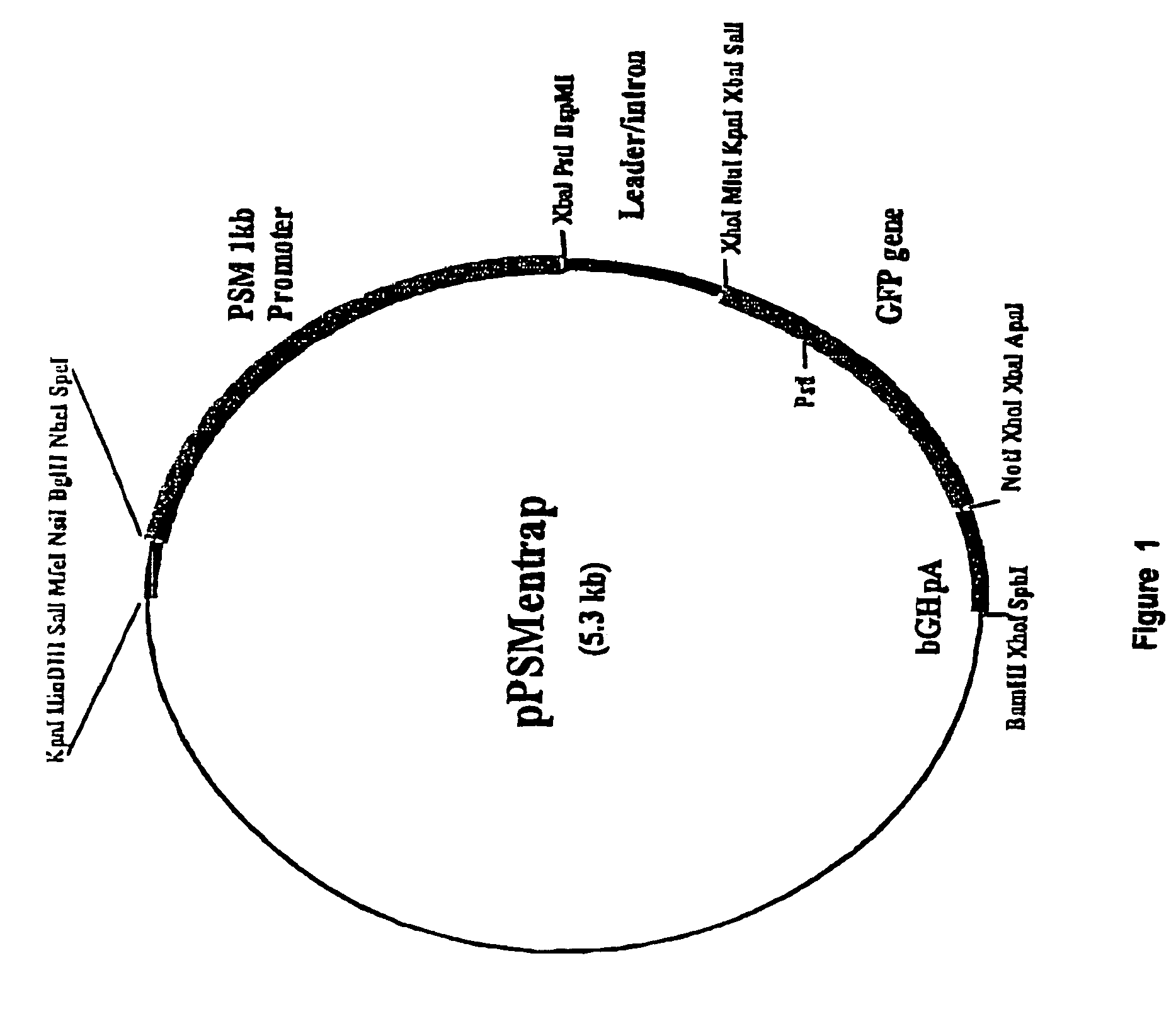 Regulatory constructs comprising intron 3 of prostate specific membrane antigen gene