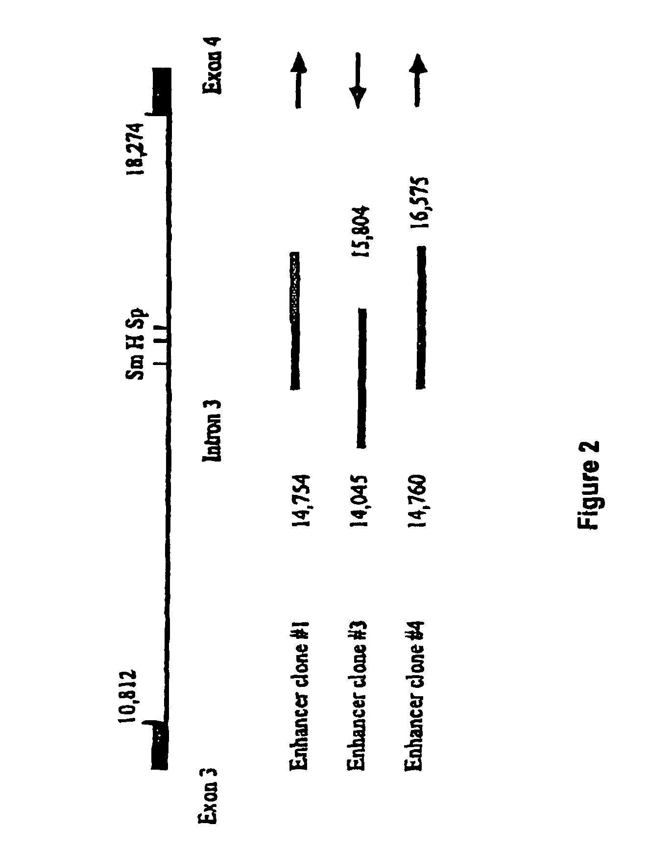 Regulatory constructs comprising intron 3 of prostate specific membrane antigen gene