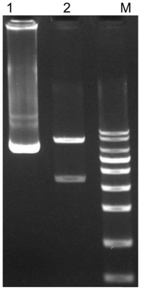 Construction and preparation of flt3-nkg2d dual-target CAR-T