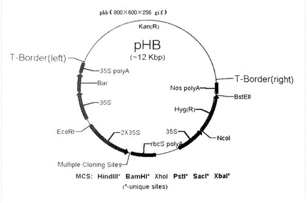 Rice anti-Nilaparvata-lugens gene Bph28 and application thereof