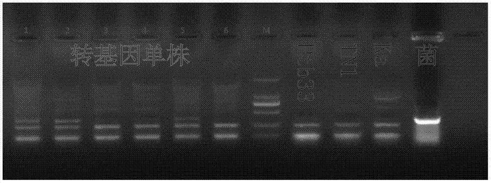 Rice anti-Nilaparvata-lugens gene Bph28 and application thereof