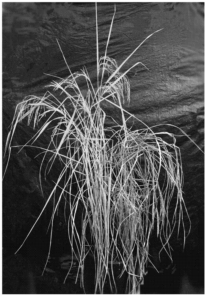 Rice anti-Nilaparvata-lugens gene Bph28 and application thereof