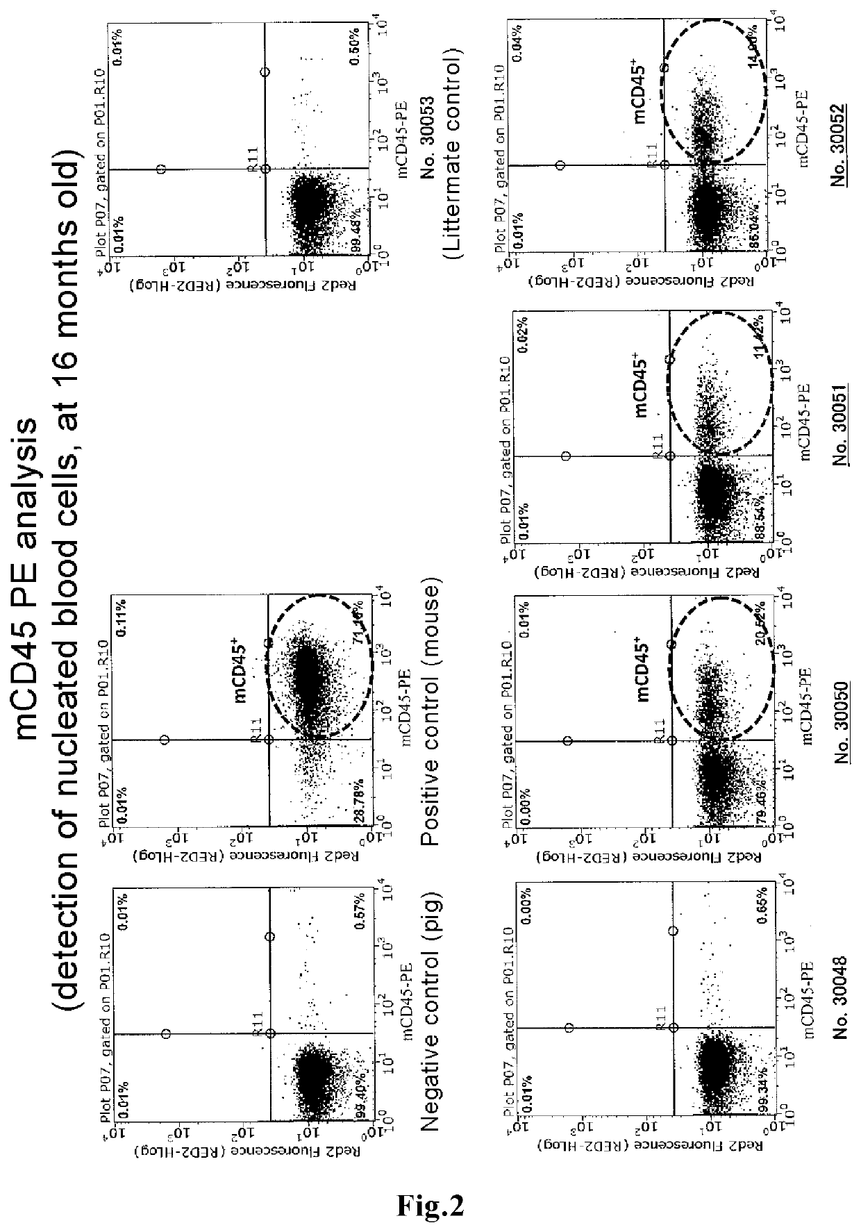 Method for producing blood chimeric animal