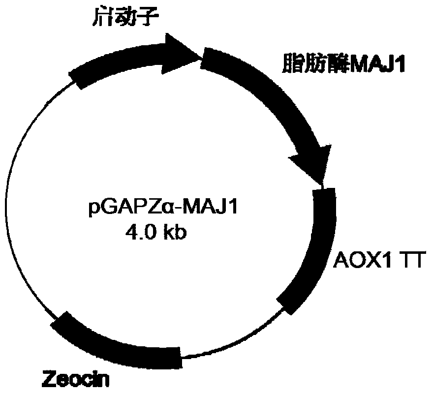 Low-temperature partial glyceride lipase of marine microorganism source and application thereof