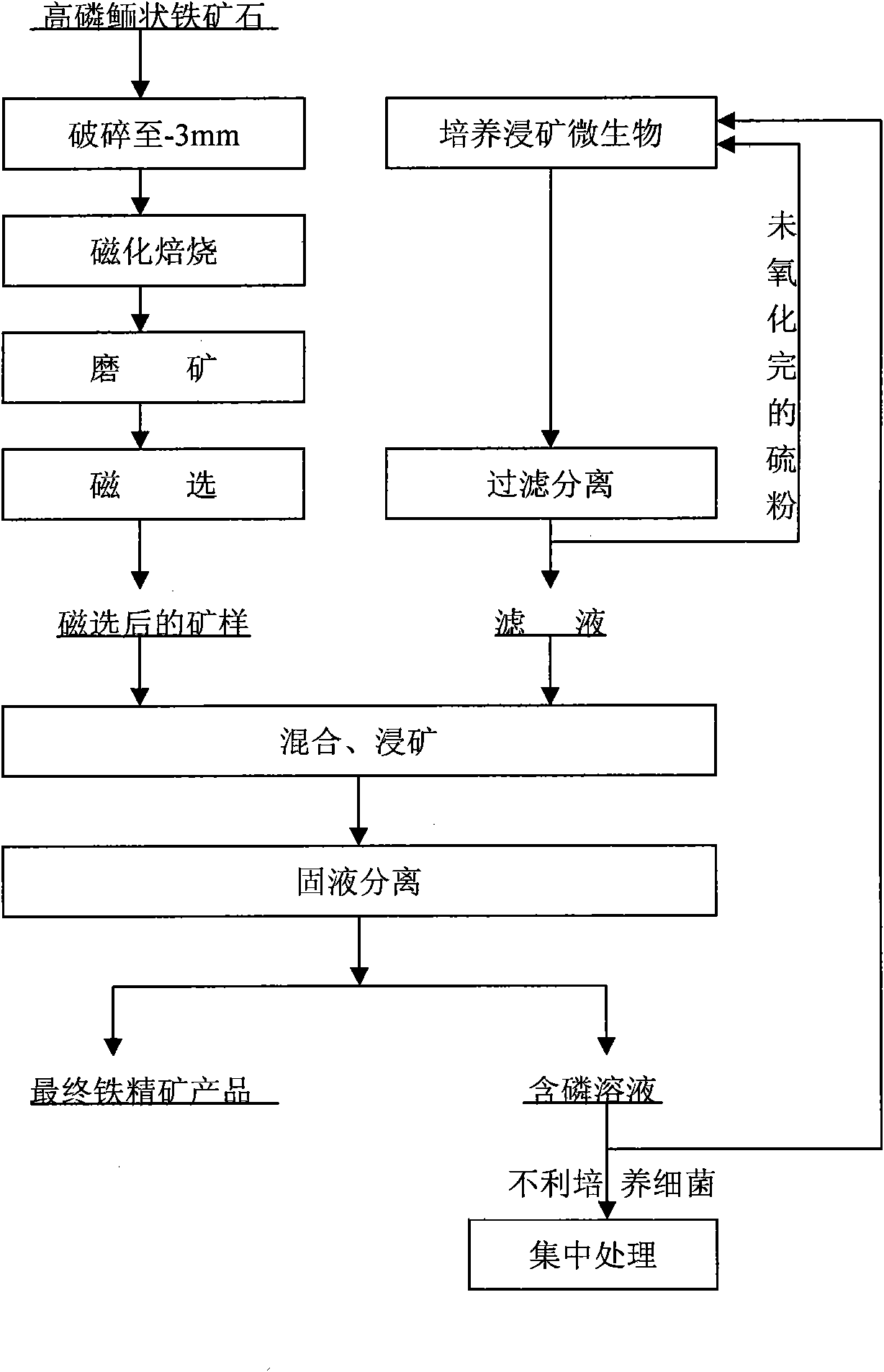 Method for improving iron and reducing phosphorus of high phosphorus oolitic iron ore by magnetic roasting and two-step bioleaching