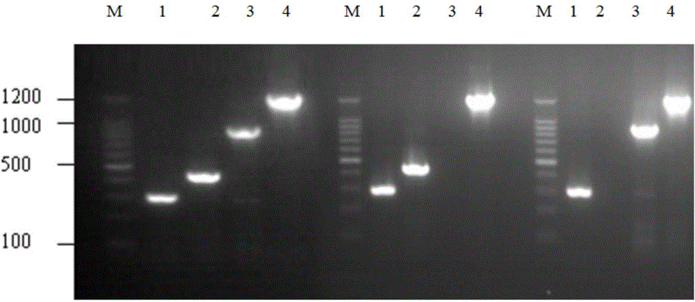 Aeromonas hydrophila and aeromonas veronii duplex oral sustained-release microsphere vaccine and preparation method thereof