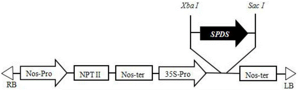 Method for establishing ziziphus jujuba genetic transformation system for receptor by leaves