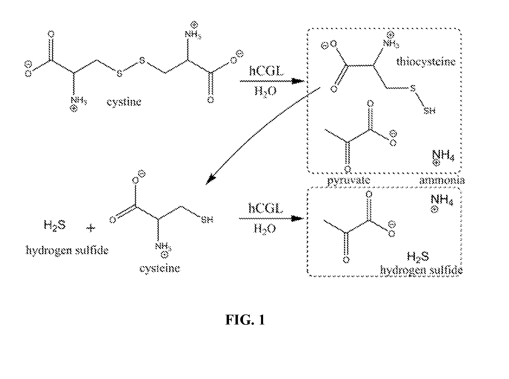 Engineered primate cystine/cysteine degrading enzymes as antineogenic agents