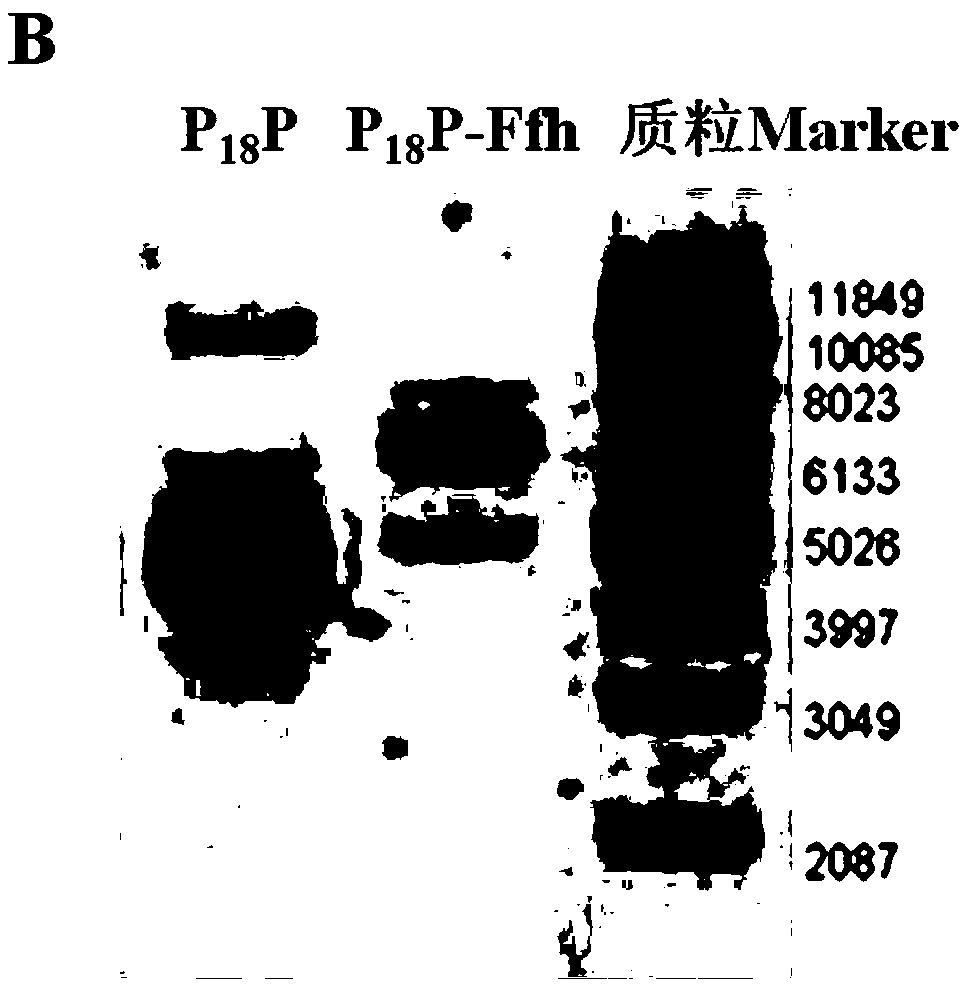 Application of Signal Recognition Particle Subunit and Its Encoding Gene in Producing Acid-resistant Bifidobacterium and Plasmid and Bifidobacterium Containing the Gene