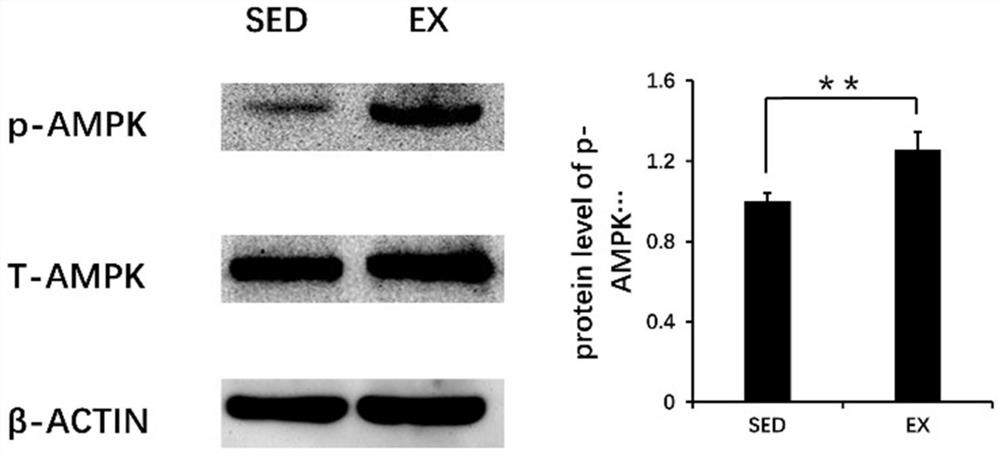 Establishment method of mouse motion model