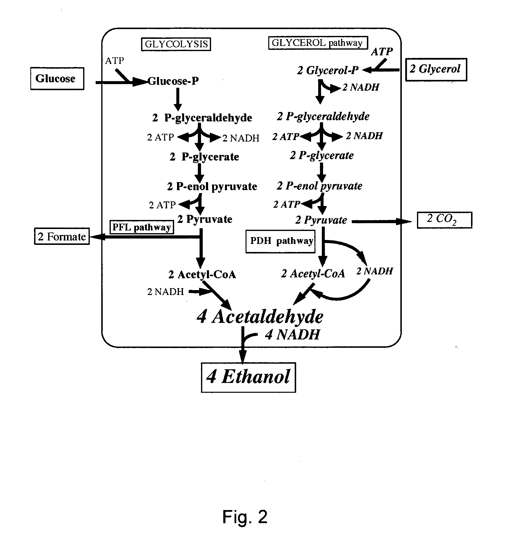 Increased ethanol production by bacterial cells