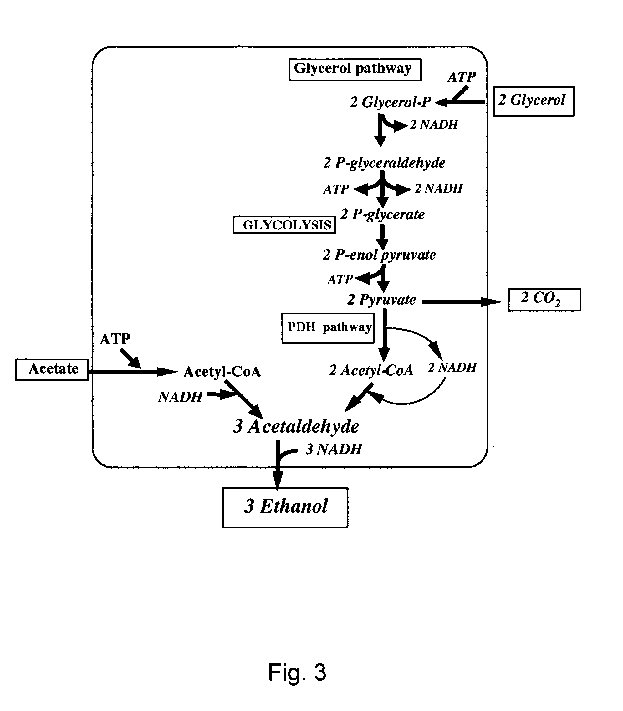 Increased ethanol production by bacterial cells