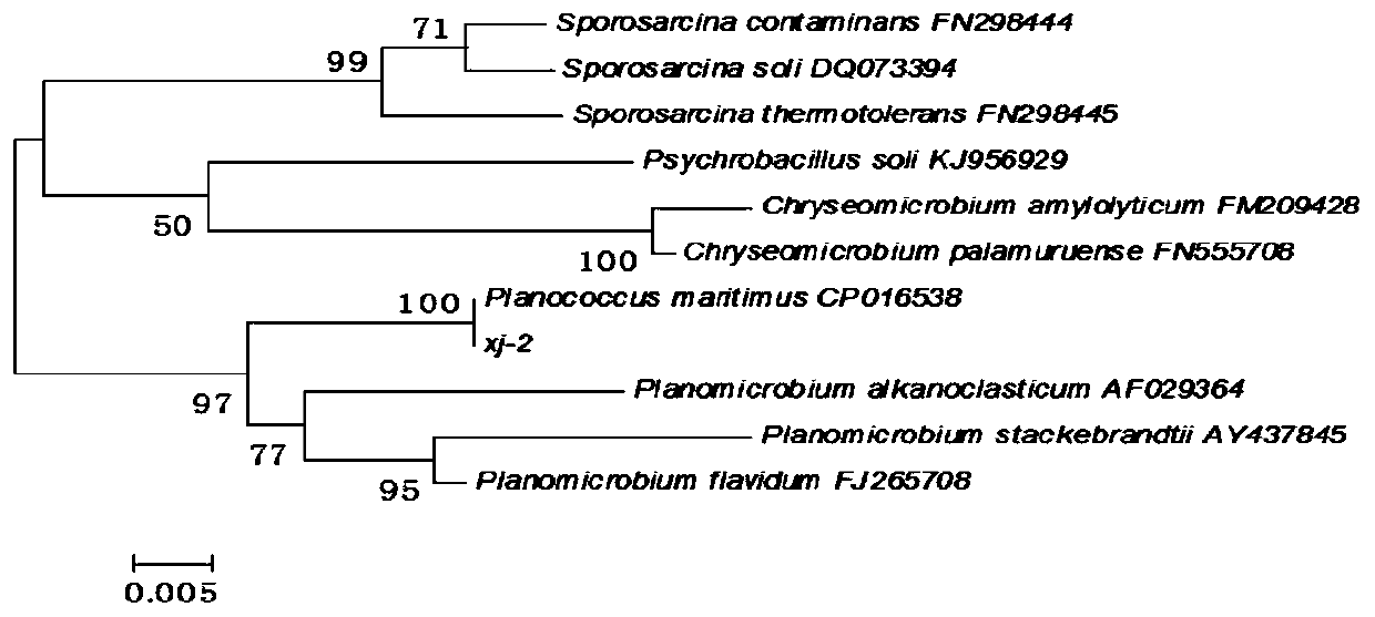 Planococcus ferment for improving low-salt fish sauce fermentation quality