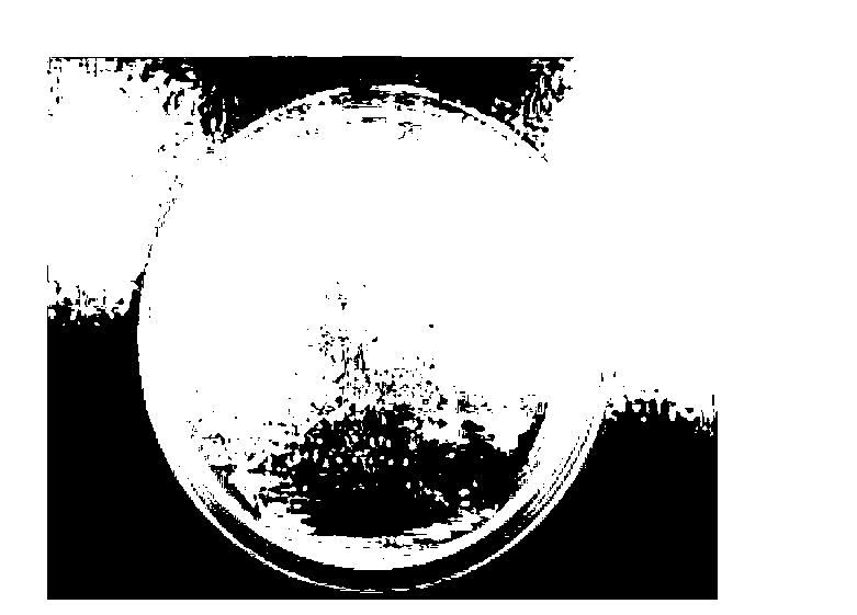 Lactobacillus johnsonii, and preparation and application thereof