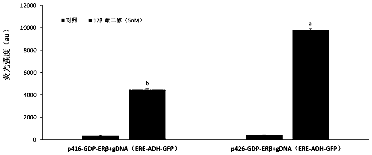 Recombinant yeast for detecting estrogenic compounds and its construction method