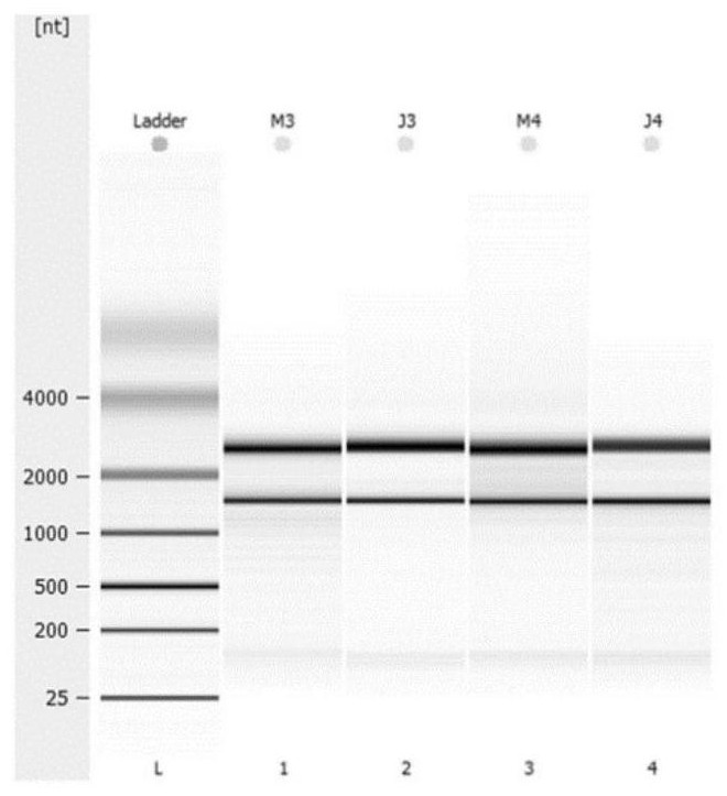 Novel multifunctional enzyme gene HG32 and application