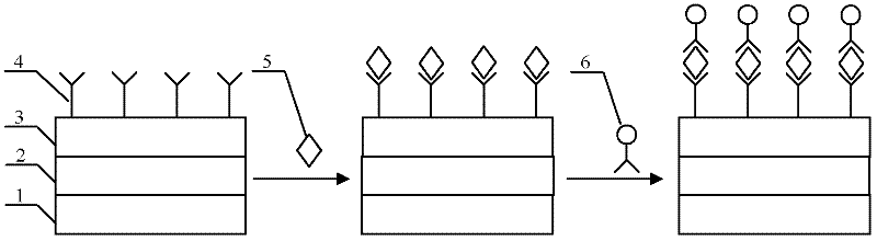 Magnetically-labeled biological sensor as well as production method and detection method thereof