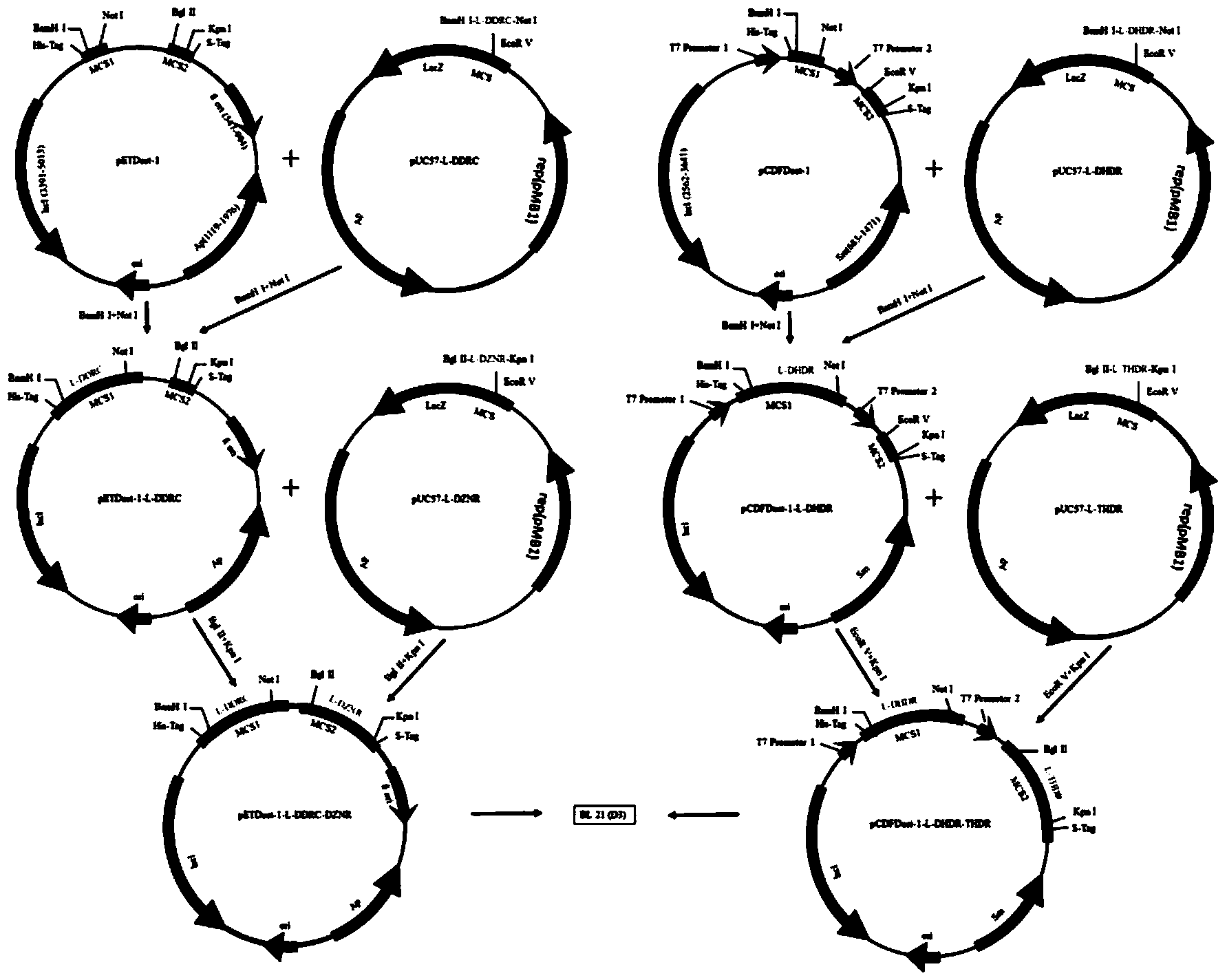 Engineering bacteria for producing S-equol and application