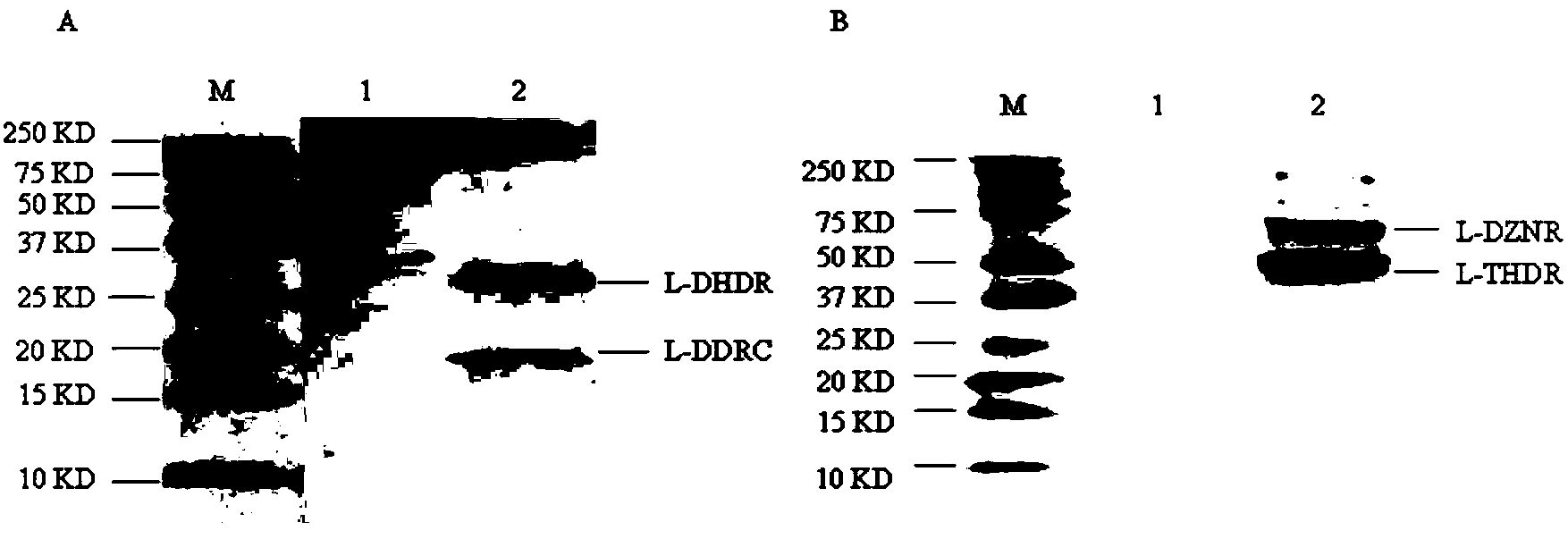 Engineering bacteria for producing S-equol and application