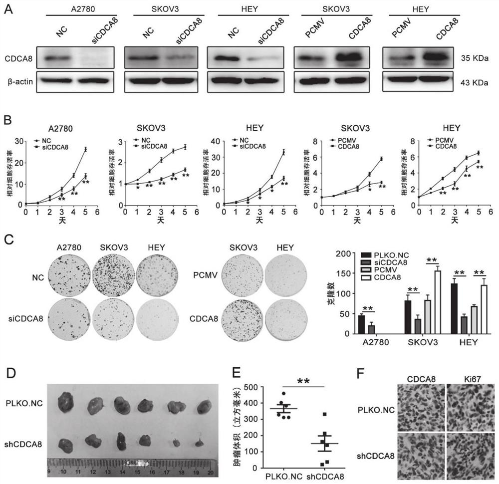 Application of CDCA8 in preparation of drug for treating ovarian cancer