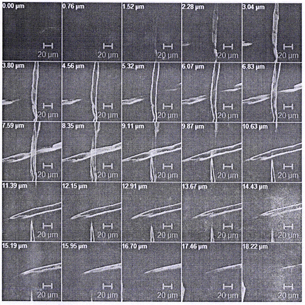 Method for evaluating interfiber bonded area of high-yield pulp by using confocal laser scanning microscope (CLSM)