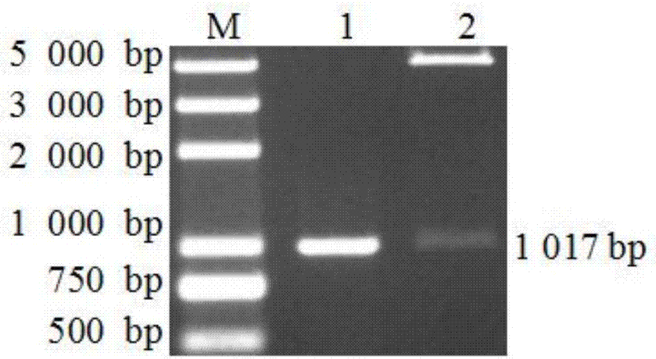 Indirect ELISA kit for detecting aviadenovirus group I antibody, and detection method and application thereof