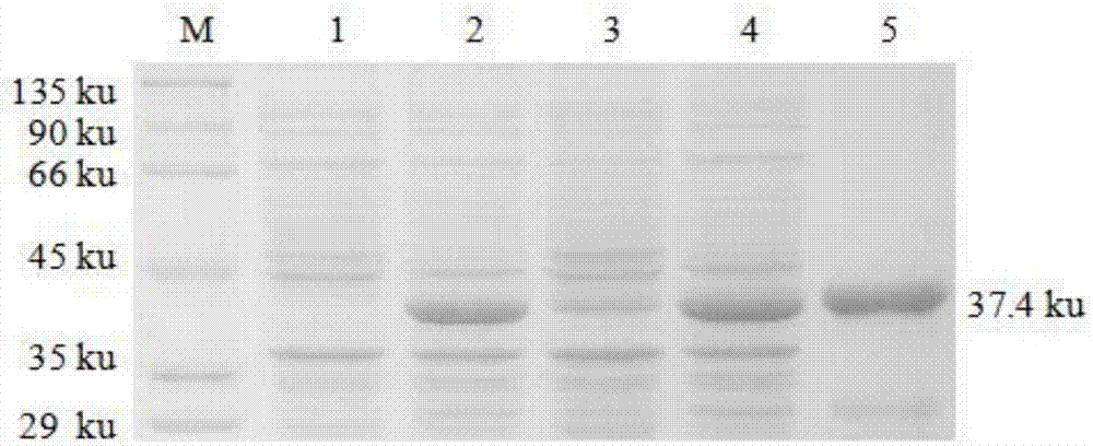 Indirect ELISA kit for detecting aviadenovirus group I antibody, and detection method and application thereof