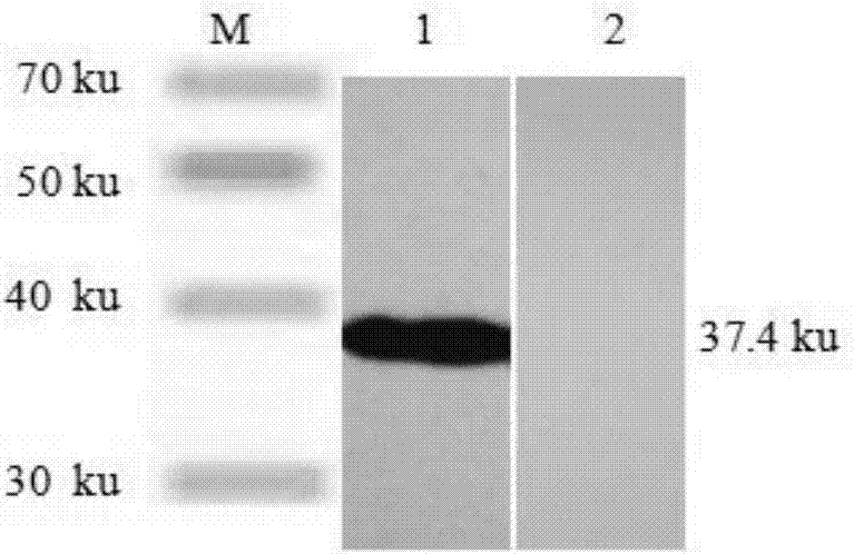 Indirect ELISA kit for detecting aviadenovirus group I antibody, and detection method and application thereof