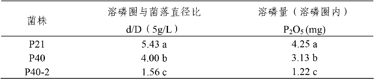 Efficient phosphate solubilizing growth-promoting bacteria and microbial agent prepared from same and application