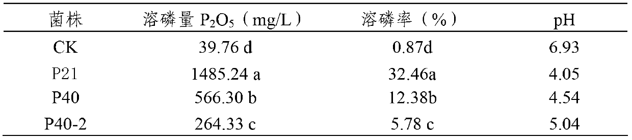 Efficient phosphate solubilizing growth-promoting bacteria and microbial agent prepared from same and application