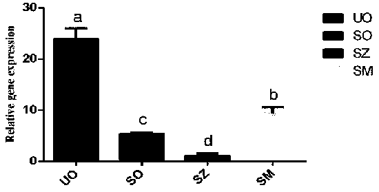 Molecular marker for eimeria tenella sensitive strain and drug-resistant strain and application of molecular marker