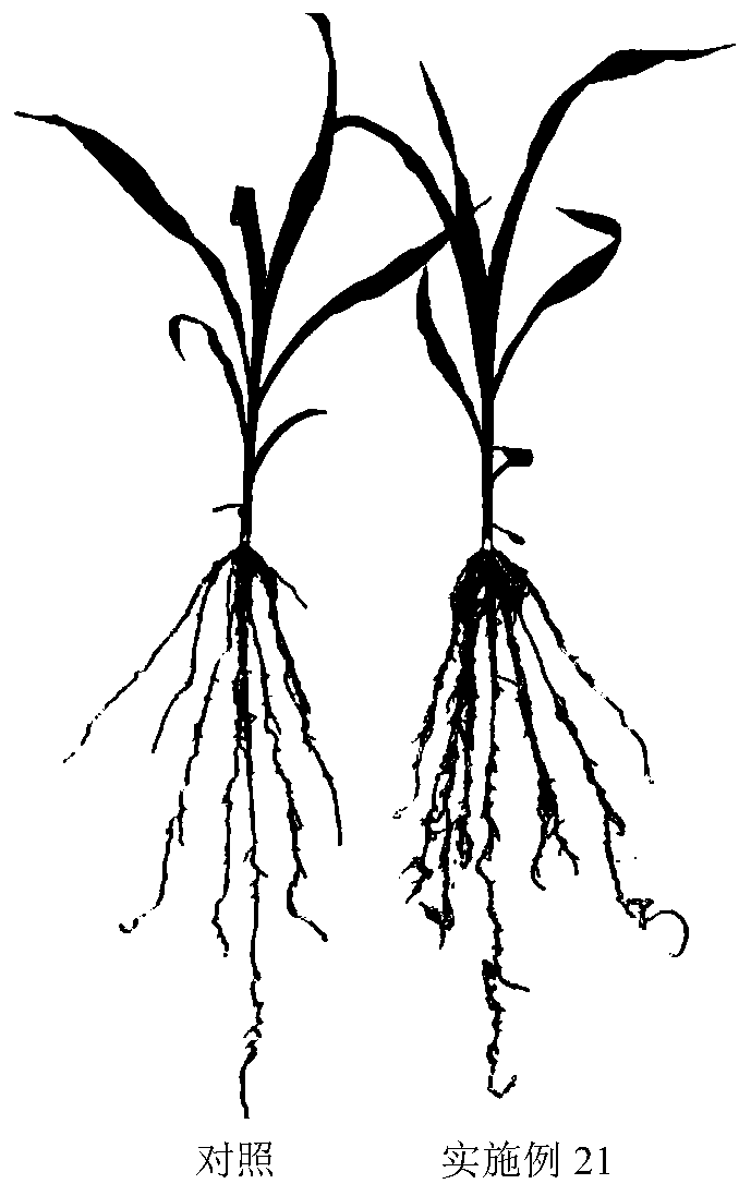 Seed treatment composition and application