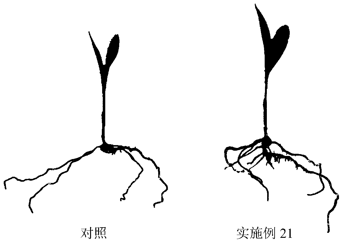 Seed treatment composition and application