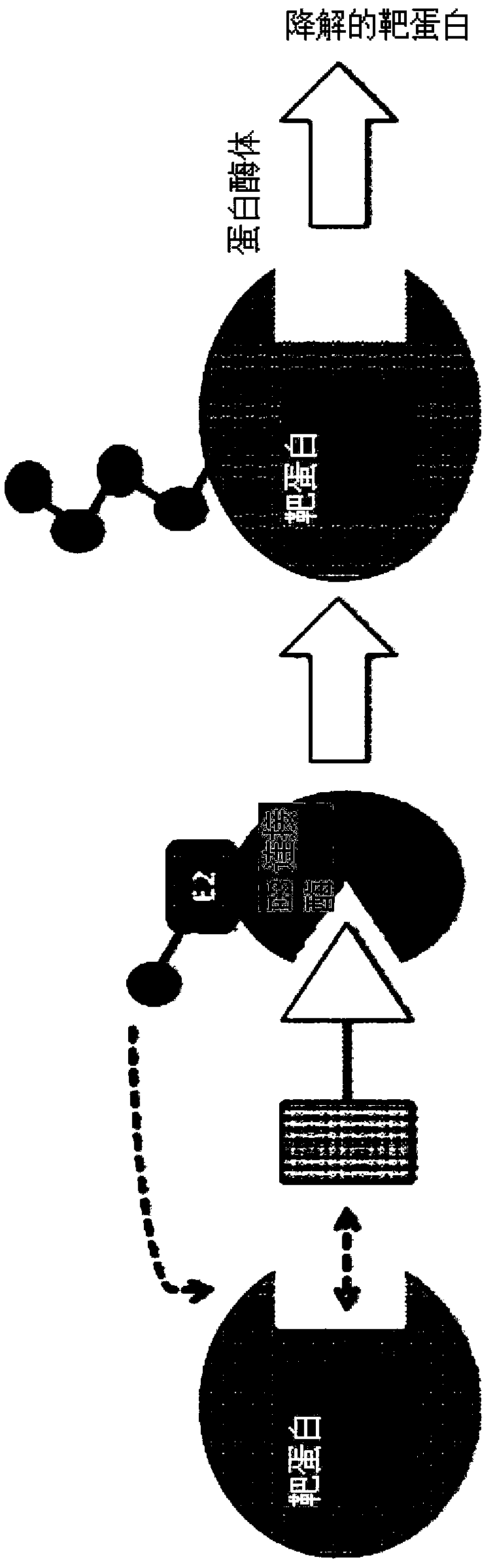 Cereblon ligands and bifunctional compounds comprising the same