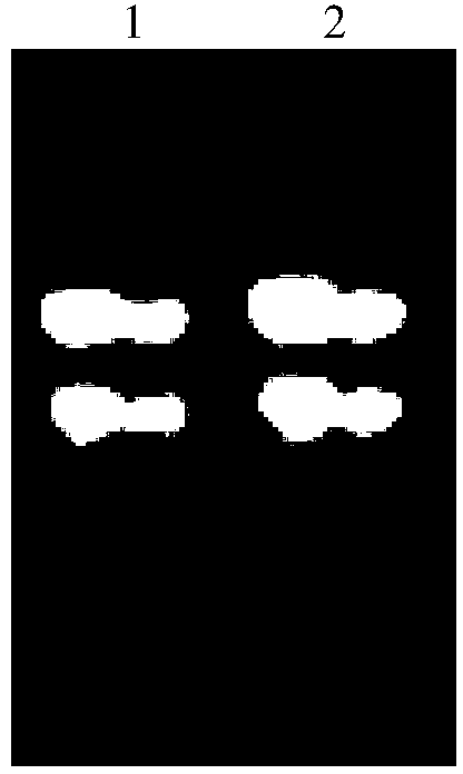 DNA (deoxyribonucleic acid) molecule for expressing hairpin type RNA (ribonucleic acid) for suppressing sitobion avenae carboxylesterase and application of DNA molecule