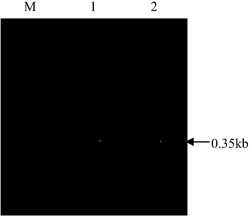 DNA (deoxyribonucleic acid) molecule for expressing hairpin type RNA (ribonucleic acid) for suppressing sitobion avenae carboxylesterase and application of DNA molecule