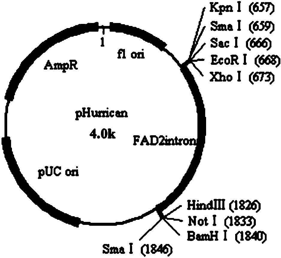 DNA (deoxyribonucleic acid) molecule for expressing hairpin type RNA (ribonucleic acid) for suppressing sitobion avenae carboxylesterase and application of DNA molecule